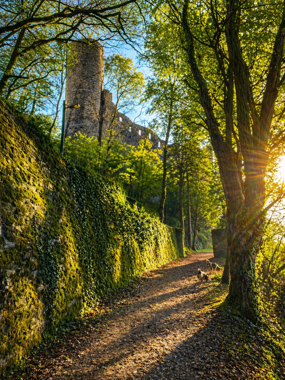 Weg zur Burg Maus