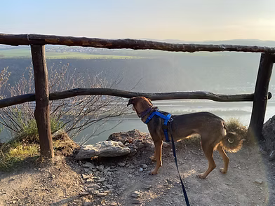 Hund in der Unterkunft