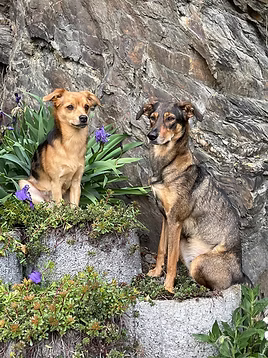 Hunde Mila und Simba im Urlaub
